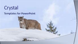  Presentation with snowy mountain tops in alaska - Slide set with animal puma - mountain lion hunts for prey background and a sky blue colored foreground