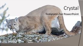  Presentation with snowy mountain tops in alaska - PPT theme having animal puma - mountain lion hunts for prey background and a  colored foreground
