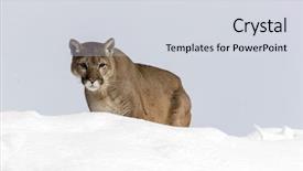  Presentation with snowy mountain tops in alaska - Audience pleasing slide set consisting of animal puma - mountain lion hunts for prey backdrop and a light gray colored foreground