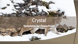  Presentation with lion - Presentation design with animal puma - mountain lion hunts for prey background and a  colored foreground