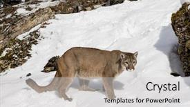  Presentation with snowy mountain tops in alaska - Slide set featuring animal puma - mountain lion hunts for prey background and a  colored foreground