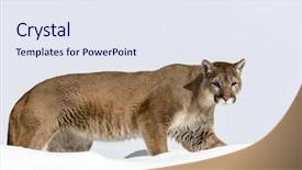  Presentation with snowy mountain tops in alaska - Cool new PPT theme with animal puma - mountain lion hunts for prey backdrop and a  colored foreground