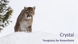 Presentation with snowy mountain tops in alaska - Presentation theme featuring animal puma - mountain lion hunts for prey background and a sky blue colored foreground