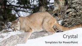  Presentation with snowy mountain tops in alaska - Cool new slide deck with animal puma - mountain lion hunts for prey backdrop and a  colored foreground