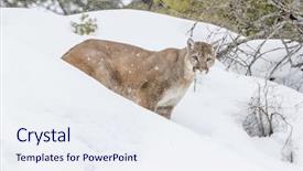  Presentation with lion - Colorful presentation design enhanced with animal puma - mountain lion hunts for prey backdrop and a  colored foreground