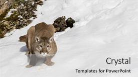  Presentation with snowy mountain tops in alaska - PPT layouts consisting of animal puma - mountain lion hunts for prey background and a white colored foreground