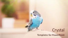  Presentation with animal reproduction - Presentation theme having animal reproduction - budgerigar at home on bright background and a lemonade colored foreground