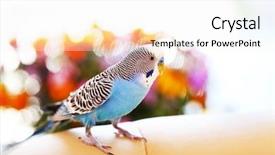  Presentation with home modification - Slides with animal reproduction - budgerigar at home on bright background and a sky blue colored foreground