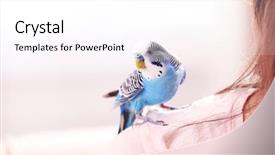  Presentation with animal reproduction - Cool new PPT layouts with animal reproduction - budgerigar at home on bright backdrop and a white colored foreground
