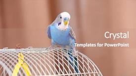  Presentation with animal reproduction - Amazing PPT layouts having animal reproduction - budgerigar at home on bright backdrop and a coral colored foreground