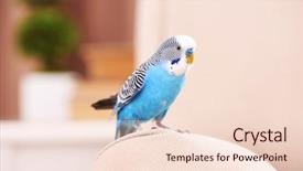  Presentation with home equity - Slide set having animal reproduction - budgerigar at home on bright background and a lemonade colored foreground