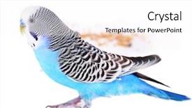  Presentation with eating - Cool new presentation with animal reproduction - budgerigar eating isolated on white backdrop and a pink colored foreground