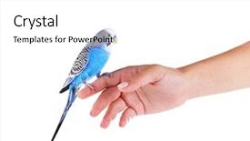  Presentation with waiter hand in white glove - Colorful slide set enhanced with animal reproduction - budgerigar on hand isolated backdrop and a white colored foreground