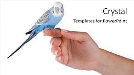  Presentation with waiter hand in white glove - Audience pleasing slide set consisting of animal reproduction - budgerigar on hand isolated backdrop and a white colored foreground