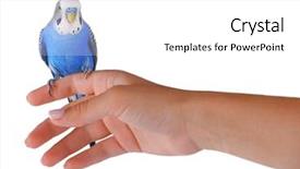  Presentation with waiter hand in white glove - Theme having animal reproduction - budgerigar parakeet on hand isolated background and a white colored foreground