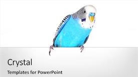  Presentation with animal reproduction - Colorful slide deck enhanced with animal reproduction - budgerigar sitting on white billboard backdrop and a white colored foreground