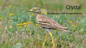  Presentation with knee replacement - Amazing presentation design having animal reproduction - burhinus oedicnemus eurasian thick-knee eurasian backdrop and a seafoam green colored foreground