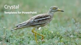  Presentation with knee dislocation - Presentation theme having animal reproduction - burhinus oedicnemus eurasian thick-knee eurasian background and a seafoam green colored foreground