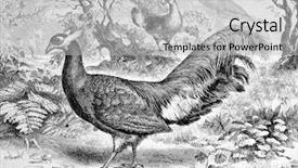  Presentation with engraving - Slide set with animal reproduction - decorative pheasant engraving by shyubler background and a light gray colored foreground