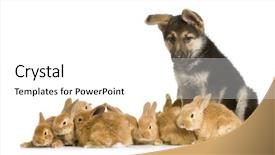 Presentation with german shepherd two young puppys - Presentation theme enhanced with animal reproduction - german shepherd puppy garding group background and a white colored foreground