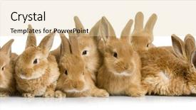  Presentation with small group - Colorful slide set enhanced with animal reproduction - group of bunnies in front backdrop and a lemonade colored foreground