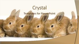  Presentation with group - Presentation theme consisting of animal reproduction - group of bunnies in front background and a cream colored foreground