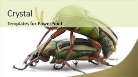  Presentation with beetles rhinoceros beetle rhino beetle - Slide deck enhanced with animal reproduction - mating flamboyant flower beetles background and a blonde colored foreground
