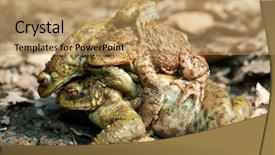  Presentation with frogs - Slides enhanced with animal reproduction - mating frogs - toad bufo background and a  colored foreground