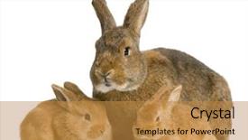  Presentation with new born - Audience pleasing PPT layouts consisting of animal reproduction - mother rabbit with her new backdrop and a gold colored foreground