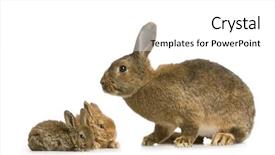  Presentation with bunny - PPT theme with animal reproduction - mother rabbit with her new background and a white colored foreground