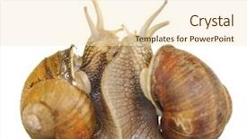  Presentation with snail - PPT theme featuring animal reproduction - snail in love isolated background and a cream colored foreground