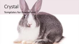  Presentation with animal reproduction - Slide deck enhanced with animal reproduction - studio shot of domestic rabbit background and a soft green colored foreground