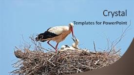  Presentation with white astronomy - Colorful PPT theme enhanced with animal reproduction - white stork with their young backdrop and a light blue colored foreground