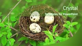  Presentation with animal reproduction - Audience pleasing presentation design consisting of animal reproduction - wicker nest with eggs backdrop and a tawny brown colored foreground