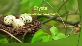  Presentation with animal reproduction - PPT layouts consisting of animal reproduction - wicker nest with eggs background and a tawny brown colored foreground