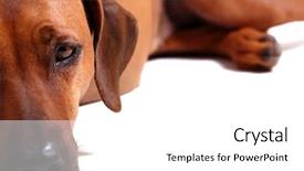  Presentation with animal rights - Cool new presentation theme with animal rights - left half of rhodesian ridgeback backdrop and a white colored foreground
