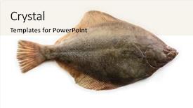  Presentation with flatfish - Amazing slide set having animal rights - nice shaped flatfish or flounders backdrop and a lemonade colored foreground