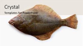  Presentation with flatfish - Cool new PPT theme with animal rights - nice shaped flatfish or flounders backdrop and a coral colored foreground