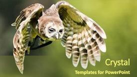  Presentation with animal rights - Slide deck consisting of animal rights - owl background and a tawny brown colored foreground