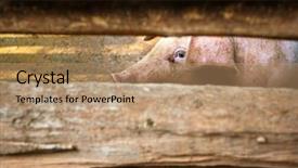  Presentation with animal rights - Beautiful PPT layouts featuring rye bread with flax seed backdrop and a lemonade colored foreground