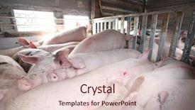  Presentation with animal rights - Presentation featuring animal rights - transport of pigs background and a lemonade colored foreground