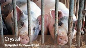  Presentation with fat - PPT theme featuring animal rights - two fat pigs laying background and a tawny brown colored foreground
