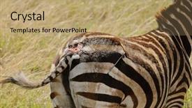  Presentation with scientific - Slide deck with animal s family - closeup of lion attack background and a coral colored foreground