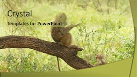  Presentation with olive - PPT theme enhanced with animal s family - closeup of olive baboons scientific background and a yellow colored foreground