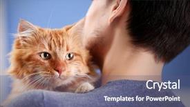  Presentation with 3d man sitting question mark - Amazing slides having animal s family - fluffy red cat sitting backdrop and a ocean colored foreground