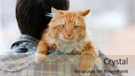  Presentation with cat - Audience pleasing PPT theme consisting of animal s family - fluffy red cat sitting backdrop and a coral colored foreground