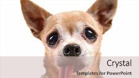  Presentation with funny - Slides enhanced with animal s family - funny chihuahua face background and a soft green colored foreground