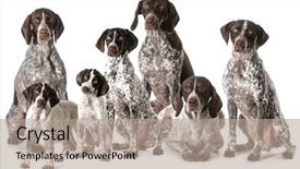  Presentation with german - Amazing PPT theme having animal s family - german shorthaired pointers isolated backdrop and a coral colored foreground