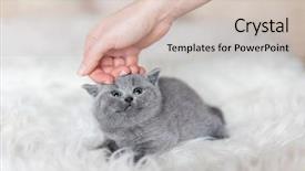  Presentation with kitten - Amazing presentation theme having animal s family - grey tiny kitten stroked backdrop and a soft green colored foreground