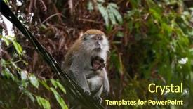  Presentation with long tailed macaque macaca fascicularis - Presentation theme enhanced with animal s family - long-tailed macaque crab-eating macaque breastfeeding background and a tawny brown colored foreground